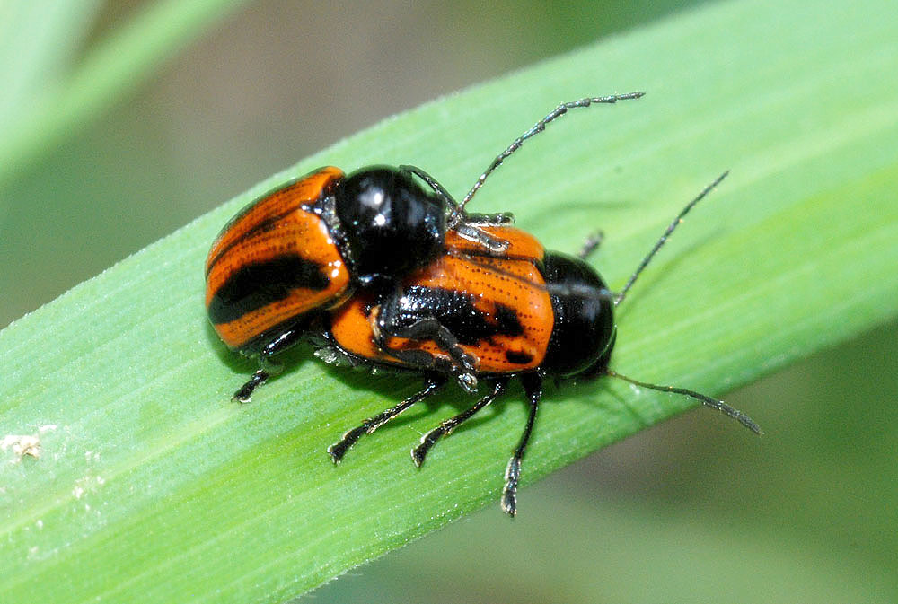 Coleottero2 da det. Cryptocephalus bipunctatus